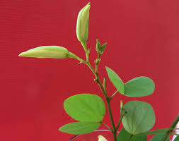 Image result for Dasylepis eggelingii