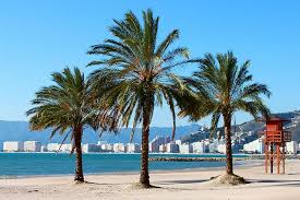 Oferta de profesionales y particulares desde 57.500 €. Cullera Beach Palm Trees Outdoor