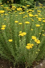 Image result for Achyrospermum ciliatum