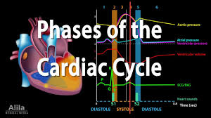 The Cardiac Cycle Animation