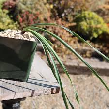 Image result for Boophone