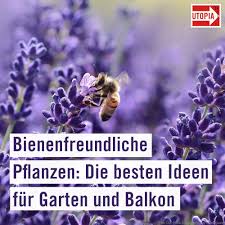 Mit diesen bienenfreundlichen pflanzen schaffen sie wertvolle nahrungsquellen. Bienenfreundliche Pflanzen Die Besten Ideen Fur Garten Und Balkon Utopia De In 2020 Bienenfreundliche Pflanzen Pflanzen Garten