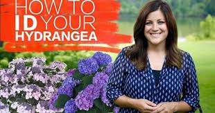 How To Identify Your Hydrangea Garden Answer When To Prune Hydrangeas Hydrangea Garden Types Of Hydrangeas