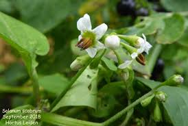 Image result for Solanum scabrum