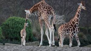 Dublin Zoo Visitor Information