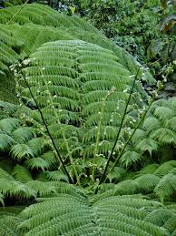 Image result for Cyathea thomsonii