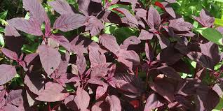 Image result for Amaranthus cruentus