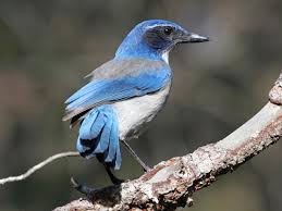 Gray Birds That Look Like Blue Jays California Scrub Jay Adult Ornithology Species Scrubs