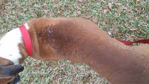 What to look for when you get a boxer Why Is My Boxer S Hair Falling Out Boxer Breed Dog Forums