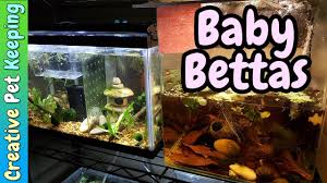 3 Day Old Baby Betta Fish Fish Fan Friday Vlog Betta Breeding Baby Betta Fish Betta Fish