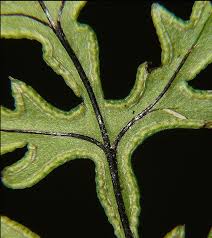 Image result for Doryopteris concolor