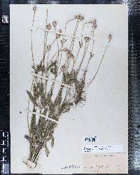 Image result for Dipsacus pinnatifidus