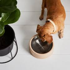 Most ceramic bowls are even. Modern Stainless Steel Dog Bowl On Food52
