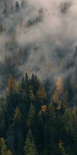 Tons of awesome aesthetic forest hd wallpapers to download for free. Foggy Forest Wallpaper Ixpap