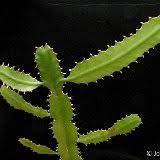Image result for Euphorbia baylissii