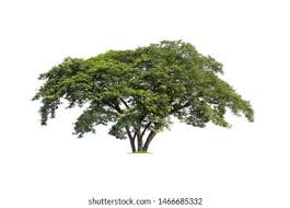 Image result for Samanea saman