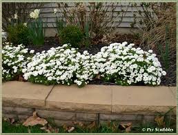 Check spelling or type a new query. Candytuft An Easy Year Round Garden Beauty Front Yard Flowers Grasses Landscaping Outdoor Plants