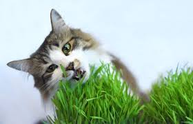 kedi cimi nedir neden gereklidir nasil yetisir satin alma sahiplen