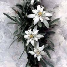 21,380 likes · 11,705 talking about this. Pensiunea Floare De Colt Borsec Home Facebook