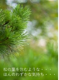 贈答 寸志と松の葉