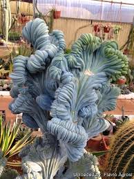 Image result for Myrtillocactus geometrizans