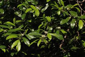 Image result for Erythroxylum emarginatum