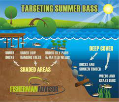 Summer Bass Fishing Bass Fishing Tips Fly Fishing Tips Fishing Tips