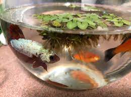 Perawatan ikan guppy jenis bottom sword #guppy #perawatanguppy cara budidaya ikan ikan guppy merupakan jenis ikan hias air tawar. Kiambang Pokok Aquarium Ikan Guppy Ikan Laga Suka Aquascape Water Lily Plant Breed Shopee Malaysia