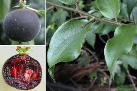 Image result for Dovyalis abyssinica