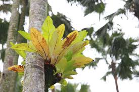 Image result for Aspleniaceae