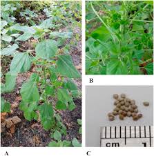 Image result for Acalypha fruticosa
