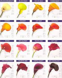 Calla lilies are a hearty flower that traditionally bloom in spring and can even withstand a mild frost. Calla Lily Varieties Lily Flower Calla Lily Colors Calla Lily