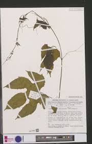 Image result for Ampelocissus abyssinica