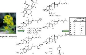 Image result for Marsdenia schimperi