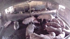 Alle handelsregistereinträge können unter der rubrik meldungen abgerufen und als pdf gespeichert werden. Tierschutzer Orten Schweinemastskandal Kaernten Orf At