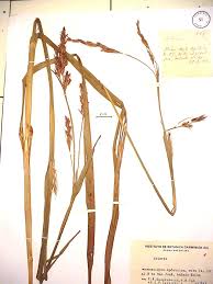 Image result for Scleria melanomphala