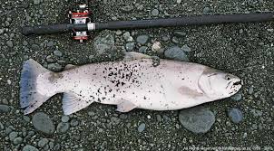 Rakaia River Salmon Fishing Tips Access 71 Photos Maps