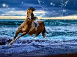 صور البحر 2020 خلفيات بحر وسفن للفوتوشوب Horses Horse Wallpaper Animals