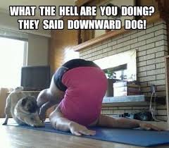 Yoga Pug Downward Dog Pug Memes Pugs Pugs Funny
