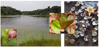 Image result for Daniellia alsteeniana