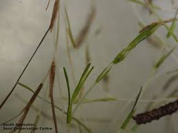 Image result for Zannichelliaceae