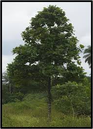 Image result for Mitragyna stipulosa