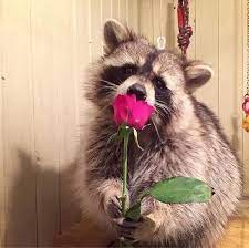 Когда она сказала &amp;amp;quot;да&amp;amp;quot; / енот :: предложение руки и сердца :: Прикольные  картинки / смешные картинки и другие приколы: комиксы, гиф анимация, видео,  лучший интеллектуальный юмор.