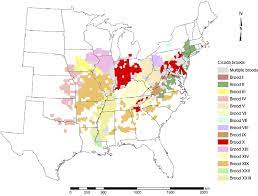 The range of periodical cicada (Magicicada spp.) broods in the USA... |  Download Scientific Diagram