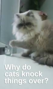 Why Do Cats Knock Things Over Cats Cat Spray Cat Behavior