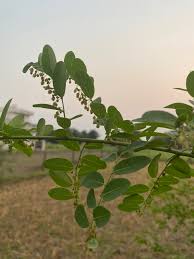 Image result for Phyllanthus retinervis