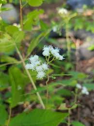 Image result for Ageratina vernalis