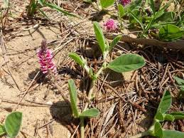 Image result for Indigofera flavicans