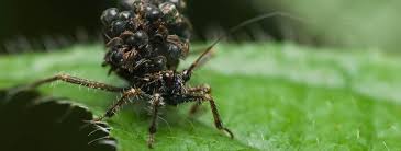 A type of assassin bug that is a common predator throughout texas and is found well into cool weather. Assassin Bug Facts Insects In Education
