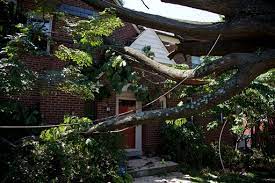 Using the size and location of your tree, check the chart below to determine if a permit is required prior to removal. Tree Removal Tips And Contact Information Wtop
